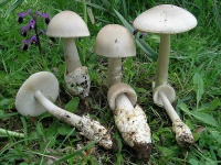image of mushrooms