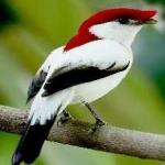 image of bird