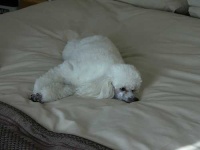 image of toy_poodle #13