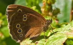 image of ringlet