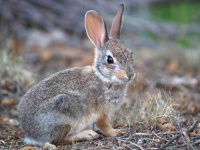 image of wood_rabbit