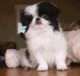image of japanese_spaniel
