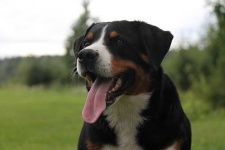 image of appenzeller
