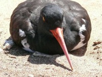 image of oystercatcher