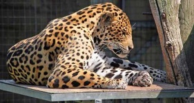 image of jaguar_car