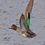 image of teal_duck #5