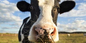 image of animal