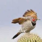 image of bird