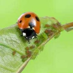 image of ladybugs #14