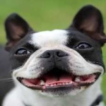 image of boston_terrier #1