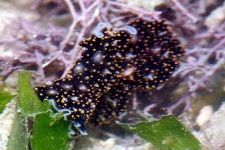 image of flatworm