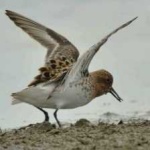 image of bird