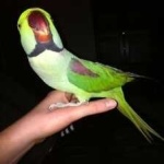 image of bird