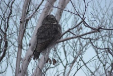 image of animal