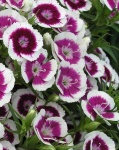 image of flower