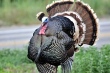 image of animal