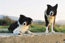 image of collie #0