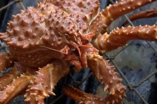 image of king_crab #24