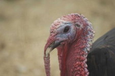 image of animal