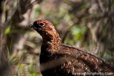 image of ptarmigan