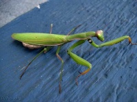 image of mantis