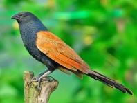 image of coucal