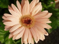 image of flower