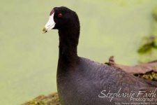 image of american_coot