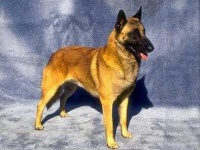 image of malinois