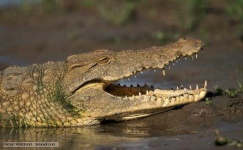 image of crocodile