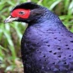 image of bird