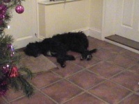 image of scottish_deerhound