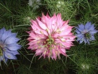 image of flower