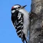 image of bird