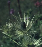 image of flower
