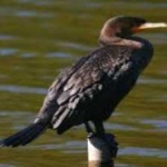 image of bird