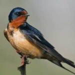 image of bird