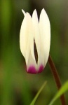 image of flower