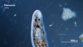 image of parasitic_flatworms