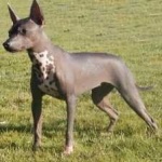 image of animal