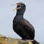 image of bird