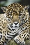image of jaguar_car
