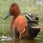 image of bird