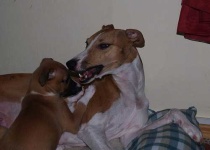 image of whippet #20