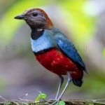 image of red_bellied_pitta #25