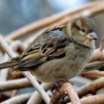 image of bird