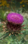 image of artichoke_flower #1
