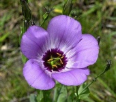 image of flower