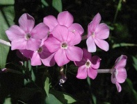 image of flower