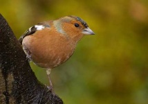 image of brambling